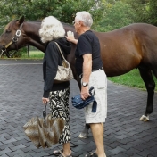 Ron & Ruth Wolfe get up close and personal with one of the stallions