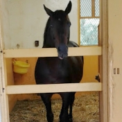 Touring the stalls