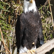 Bald eagle