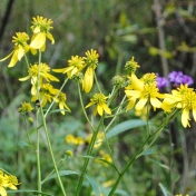 Views on one of the nature trails at Snug Hollow