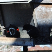 Red winged blackbirds