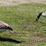 Salato geese