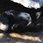 Stretching bear